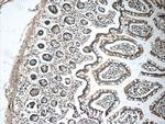 humanin Antibody in Immunohistochemistry (Paraffin) (IHC (P))
