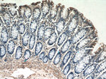 humanin Antibody in Immunohistochemistry (Paraffin) (IHC (P))