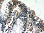 humanin Antibody in Immunohistochemistry (Paraffin) (IHC (P))