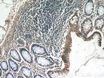 humanin Antibody in Immunohistochemistry (Paraffin) (IHC (P))