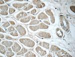 humanin Antibody in Immunohistochemistry (Paraffin) (IHC (P))