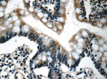 humanin Antibody in Immunohistochemistry (Paraffin) (IHC (P))