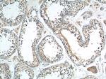 AMHR2 Antibody in Immunohistochemistry (Paraffin) (IHC (P))