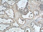 AMHR2 Antibody in Immunohistochemistry (Paraffin) (IHC (P))
