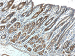 LIPF Antibody in Immunohistochemistry (Paraffin) (IHC (P))