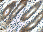 LIPF Antibody in Immunohistochemistry (Paraffin) (IHC (P))