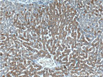 LIPF Antibody in Immunohistochemistry (Paraffin) (IHC (P))