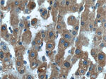 LIPF Antibody in Immunohistochemistry (Paraffin) (IHC (P))