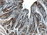 LIPF Antibody in Immunohistochemistry (Paraffin) (IHC (P))