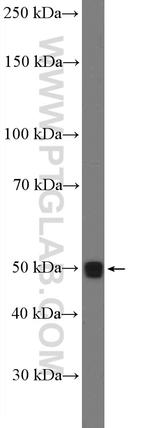 LIPF Antibody in Western Blot (WB)