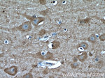 TRPC5 Antibody in Immunohistochemistry (Paraffin) (IHC (P))