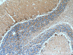 TRPC5 Antibody in Immunohistochemistry (Paraffin) (IHC (P))