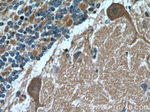 TRPC5 Antibody in Immunohistochemistry (Paraffin) (IHC (P))