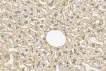 FOXJ1 Antibody in Immunohistochemistry (Paraffin) (IHC (P))