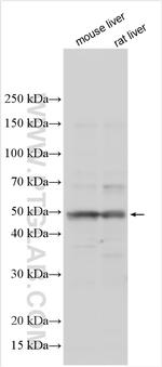 FOXJ1 Antibody in Western Blot (WB)