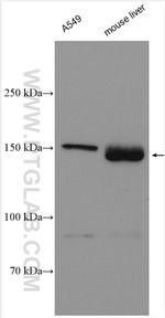 PIK3C2G Antibody in Western Blot (WB)