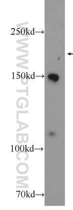 PIK3C2G Antibody in Western Blot (WB)