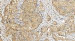 CBARA1 Antibody in Immunohistochemistry (Paraffin) (IHC (P))