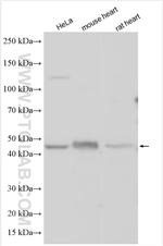 CBARA1 Antibody in Western Blot (WB)