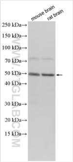 SCN3B Antibody in Western Blot (WB)
