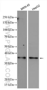 NUDT13 Antibody in Western Blot (WB)