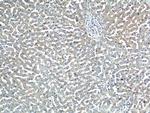PEMT Antibody in Immunohistochemistry (Paraffin) (IHC (P))
