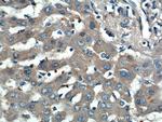 PEMT Antibody in Immunohistochemistry (Paraffin) (IHC (P))
