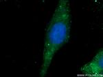 GMIP Antibody in Immunocytochemistry (ICC/IF)