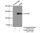 GMIP Antibody in Immunoprecipitation (IP)