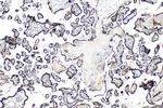 MAN1C1 Antibody in Immunohistochemistry (Paraffin) (IHC (P))