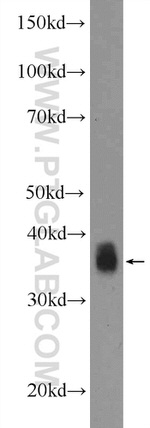 APOL2 Antibody in Western Blot (WB)