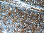 APOL2 Antibody in Immunohistochemistry (Paraffin) (IHC (P))