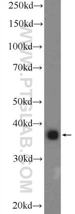 APOL2 Antibody in Western Blot (WB)