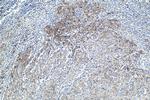 SNAT2 Antibody in Immunohistochemistry (Paraffin) (IHC (P))