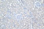 SNAT2 Antibody in Immunohistochemistry (Paraffin) (IHC (P))