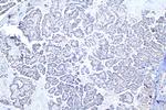 SNAT2 Antibody in Immunohistochemistry (Paraffin) (IHC (P))