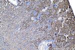 SNAT2 Antibody in Immunohistochemistry (Paraffin) (IHC (P))