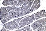 SNAT2 Antibody in Immunohistochemistry (Paraffin) (IHC (P))