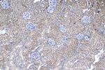 SNAT2 Antibody in Immunohistochemistry (Paraffin) (IHC (P))