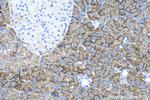 SNAT2 Antibody in Immunohistochemistry (Paraffin) (IHC (P))
