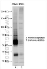 SNAT2 Antibody in Western Blot (WB)