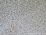 PCP4L1 Antibody in Immunohistochemistry (Paraffin) (IHC (P))