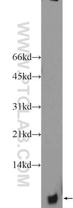 PCP4L1 Antibody in Western Blot (WB)