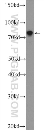 LPPR3 Antibody in Western Blot (WB)