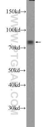 LPPR3 Antibody in Western Blot (WB)