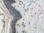 HAL Antibody in Immunohistochemistry (Paraffin) (IHC (P))