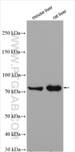 HAL Antibody in Western Blot (WB)