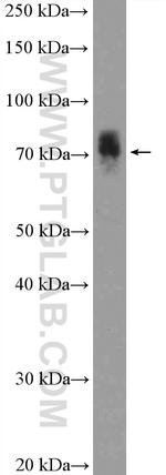 HAL Antibody in Western Blot (WB)