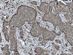 PTPN13 Antibody in Immunohistochemistry (Paraffin) (IHC (P))