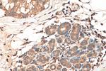 PTPN13 Antibody in Immunohistochemistry (Paraffin) (IHC (P))